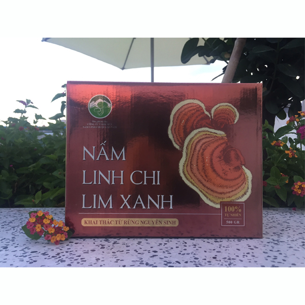 Nấm linh chi lim xanh Quảng Nam - Khai thác từ rừng nguyên sinh (Thái lát)